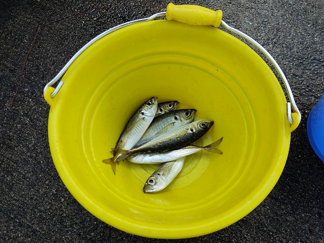 城崎マリンワールドで釣れたアジは6匹